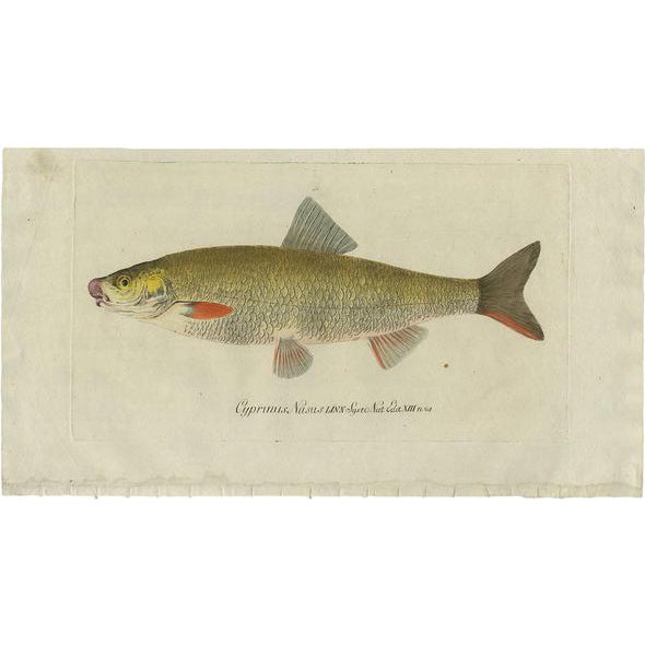C. Von Meidinger, Cyprinus Nasus, 1785, Print For Sale