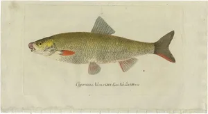 C. Von Meidinger, Cyprinus Nasus, 1785, Print