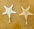 1970s Organic Modern Sea Shell Stars Pair Lamp Finials For Sale - Image 4 of 5