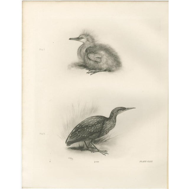 After Lilian Medland, Young Night Heron, 1909, Print For Sale - Image 3 of 9