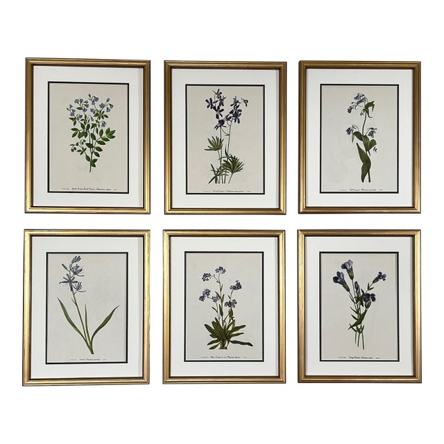 Original Vintage Botanical Prints Framed Set of 6 - Authentic 1953 Prints For Sale