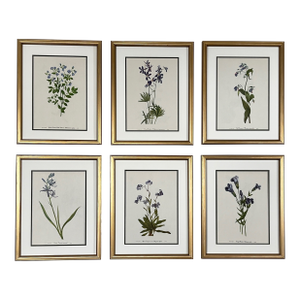 Original Vintage Botanical Prints Framed Set of 6 - Authentic 1953 Prints