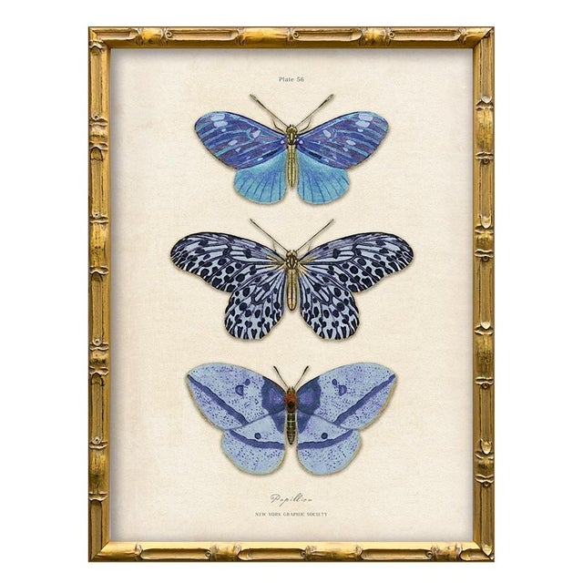 Illustration Reproduction Vintage Blue Butterfly Art Print Set (Set of 2), Framed For Sale - Image 3 of 7