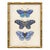 Illustration Reproduction Vintage Blue Butterfly Art Print Set (Set of 2), Framed For Sale - Image 3 of 7