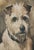 Wonderful terrier Oil painting. Hand painted by one of the London School of Art students. An amazing portrait.