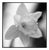 Paul Cooklin, Daffodil II, Edition of 50 For Sale