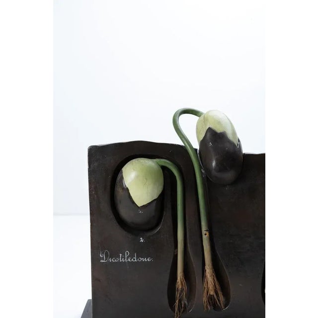 Botanical Didactic Models, 1930s, Set of 2 For Sale - Image 3 of 8