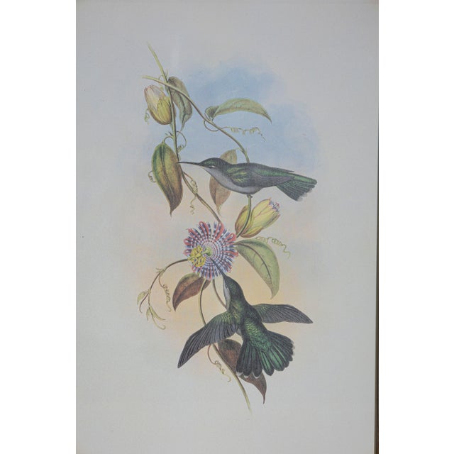 Art Deco 19th Century Bird Print - One of 24 For Sale - Image 3 of 5