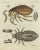 Human Flea and Human Louse, Paper For Sale - Image 3 of 6