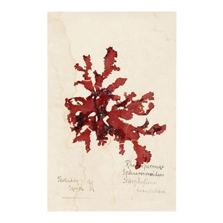 Capistrano Seaweed 33, Small, Unframed Artwork For Sale