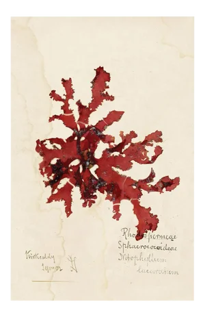 Capistrano Seaweed 33, Small, Unframed Artwork
