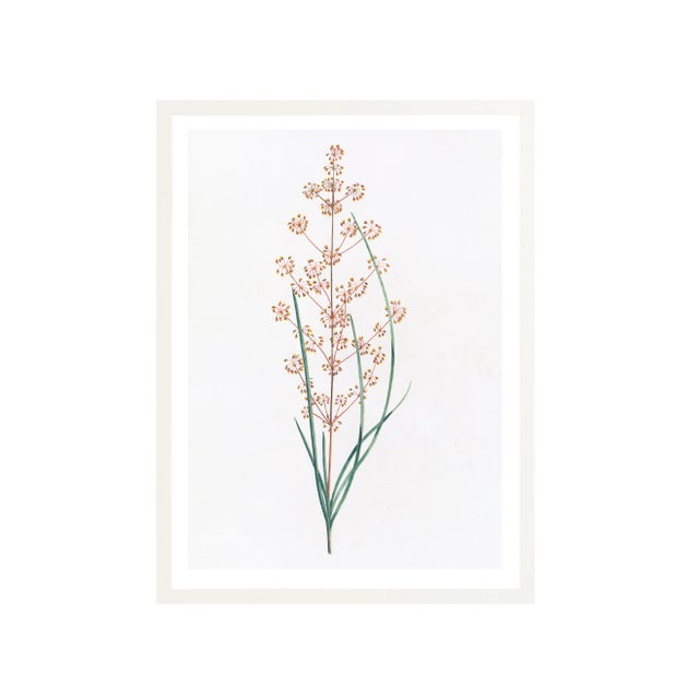 Illustration Celerie Kemble Curated Australian Botanical IV (24x30) in White Frame For Sale - Image 3 of 4
