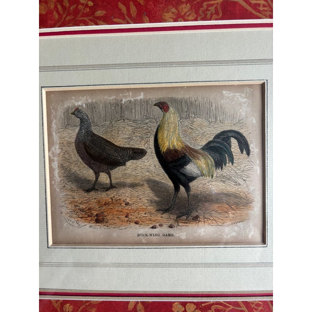 A 19th century hand-colored lithograph of an exotic pair of chickens, double matted and in a gold frame. There appears to...