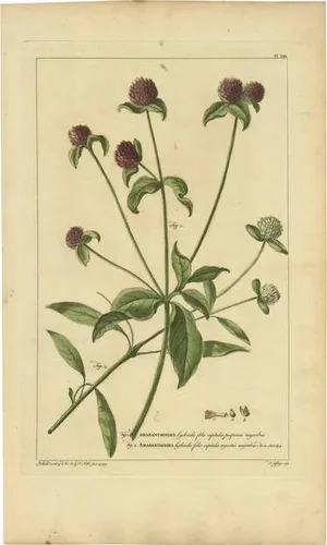 Philip Miller, Amaranthoides, 1755, Paper