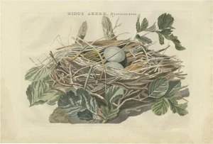 Sepp and Nozeman, Black-Crowned Night Heron, 1789, Paper