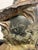 Art Nouveau Rare 1908 Art Nouveau Bohemian Dragon Vase by August Otto for Johann Maresch 17 3/4" For Sale - Image 3 of 11