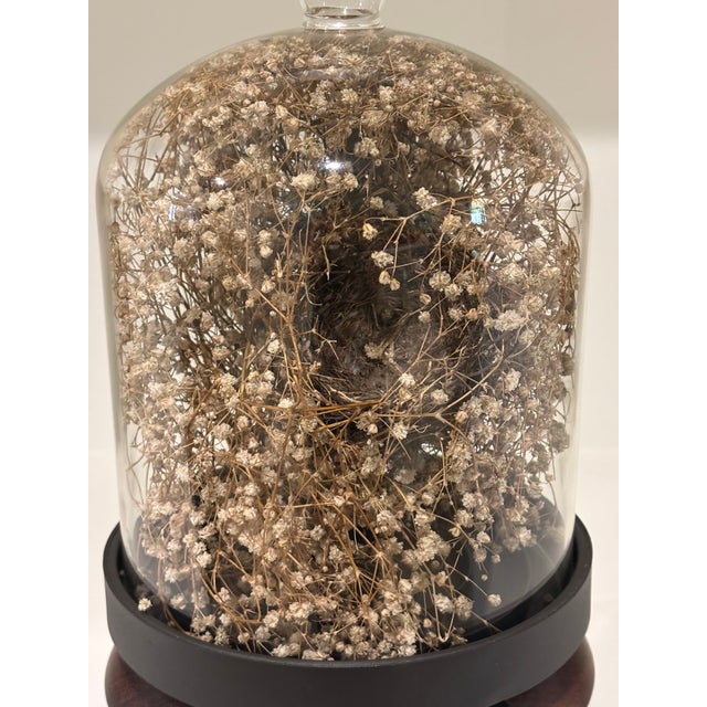 Cabinet of Curiosities Glass Cloche With Bird’s Nest Wrapped in Dried Gypsophila on Decorative Asian Wooden Stand For Sale - Image 13 of 15