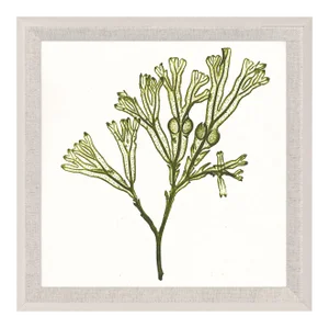 Bradbury Seaweeds 13, Framed Artwork