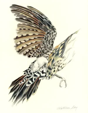 Original Bird Drawing, Northern Flicker 1 by Kathleen Ney
