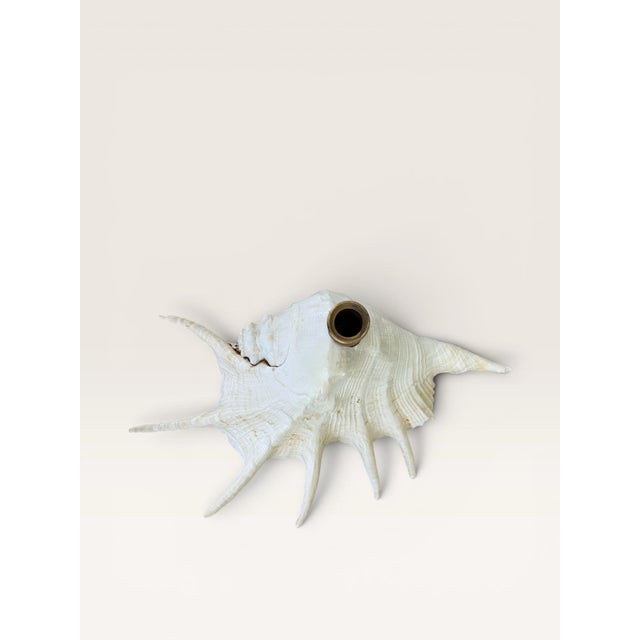Extra Large Coastal Heirloom Spider Conch Shell Candlestick Holder | Brass Candle Cup | Organic Modern Coastal Decor For Sale In Miami - Image 6 of 8
