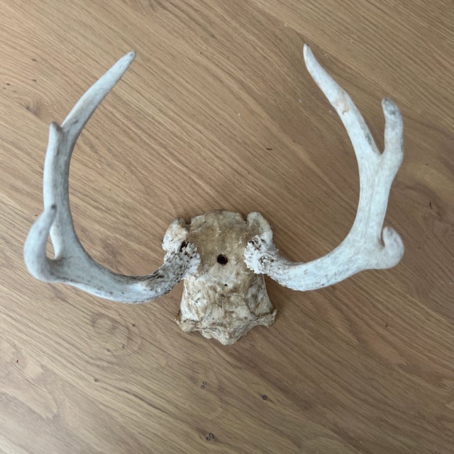 Vintage Deer Antlers