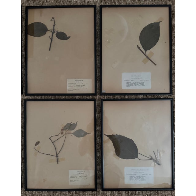 Set of original 10 antique botanical specimens, each preserved, labeled, and framed. 1951. A fantastic blend of science...