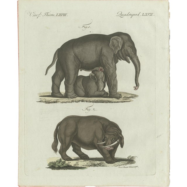 Bertuch, Elephant and Mysterious Sukotyro, 1800, Engraving For Sale