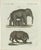 Bertuch, Elephant and Mysterious Sukotyro, 1800, Engraving For Sale