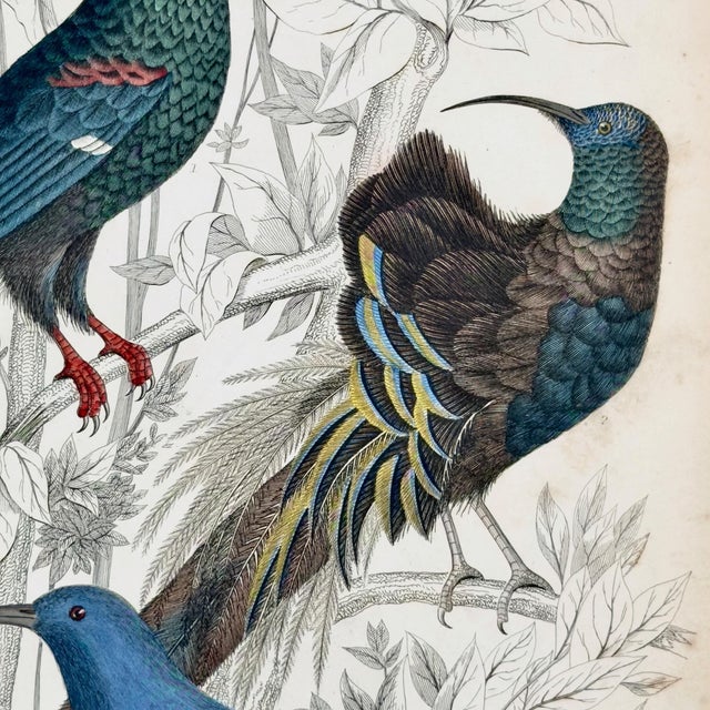1835 Sapphire & Emerald Hummingbird Engraving | Framed With Archival Olive Mat For Sale In Columbus - Image 6 of 9