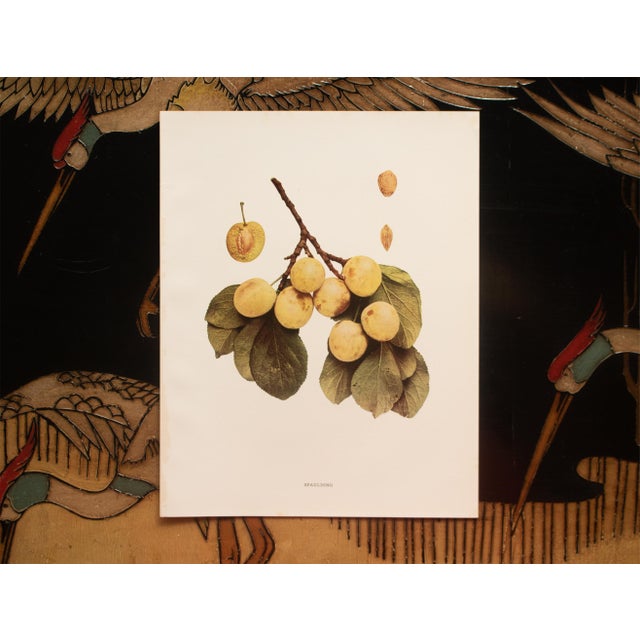 1900s U. P. Hedrick, Original Antique Photogravure of Spaulding Plums For Sale In Dallas - Image 6 of 7