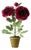 The Green Vase Charm Peony Plant in Wine For Sale