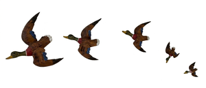 Hand Painted Birds in Flight