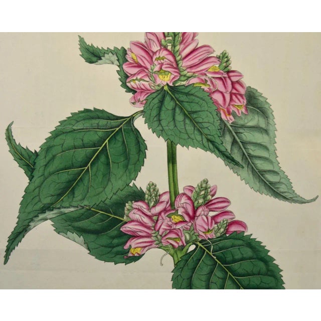 Flowering Lyons' Chelone Botanical: A 19th C. Hand-Colored Engraving by Curtis, 1816 For Sale - Image 4 of 5