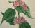 Flowering Lyons' Chelone Botanical: A 19th C. Hand-Colored Engraving by Curtis, 1816 For Sale - Image 4 of 5