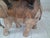 Vintage Hand-Carved Wooden Elephant Plant Stand, 1960s For Sale - Image 14 of 18