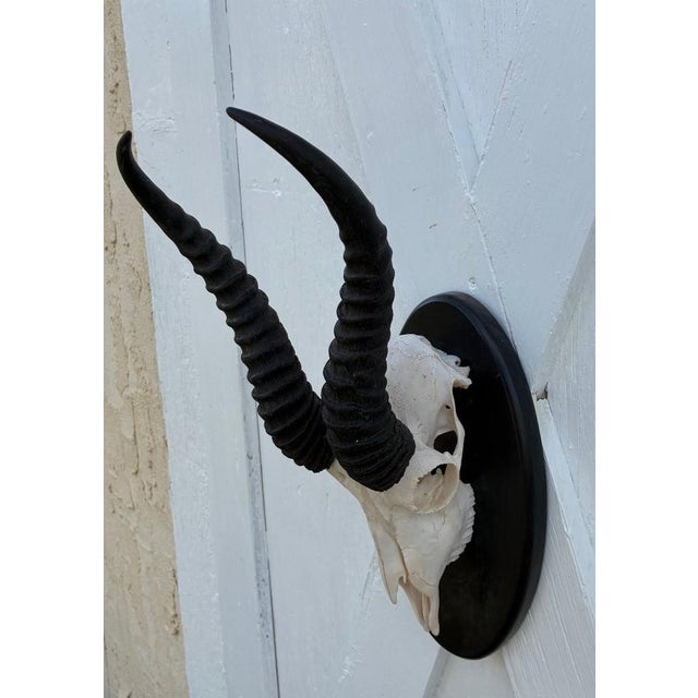 1990s African Springbok Antelope Skull Mount Taxidermy South Africa For Sale - Image 5 of 10