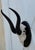 1990s African Springbok Antelope Skull Mount Taxidermy South Africa For Sale - Image 5 of 10