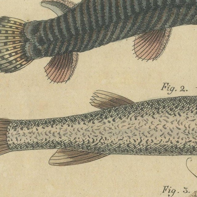 Paper Bertuch, Five Catfish with Long Barbels, 1815, Print For Sale - Image 7 of 12