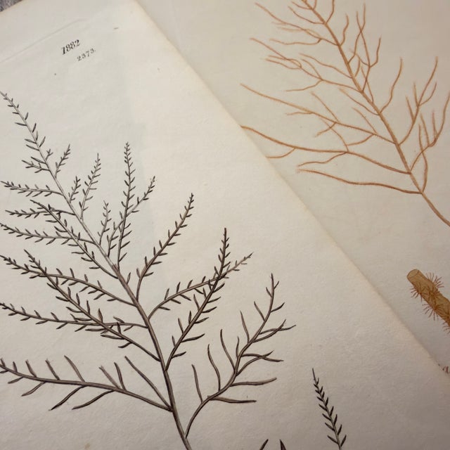 Framed Pair of Antique Sowerby Seaweed Prints | English Marine Botany For Sale - Image 10 of 12