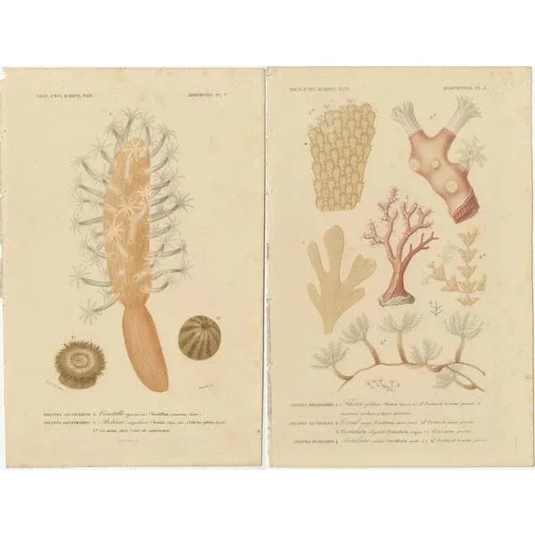 Hand-Colored Zoophytes, 1849, Paper, Set of 2 For Sale - Image 4 of 6