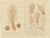 Hand-Colored Zoophytes, 1849, Paper, Set of 2 For Sale - Image 4 of 6