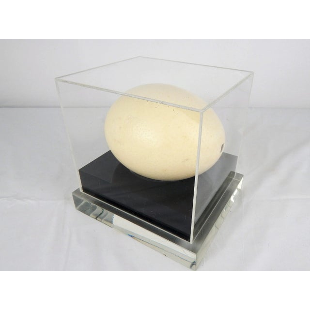Blue Lucite Display Case With Ostrich Egg For Sale - Image 8 of 8