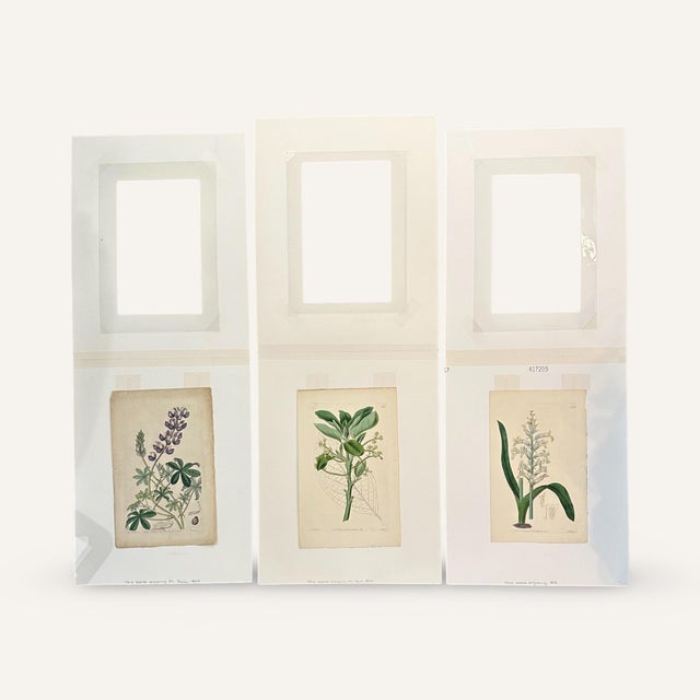 Late 19th Century Set of Three 19th Century Hand Colored Copper Plate Engravings of Blue, Yellow and Purple Flowers For Sale - Image 5 of 5