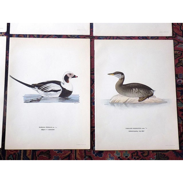 Printmaking Materials Antique 19th C. Large Folio Water Bird Lithographs - Set of 9 For Sale - Image 7 of 9