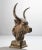 Figurative Early 20th Century Cast-Iron Architectural Bull Sculpture, 21"h For Sale - Image 3 of 10