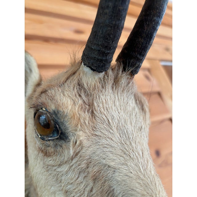 Cabin 1980s Springbok Chamois Antelope Wall Mount Taxidermy For Sale - Image 3 of 9