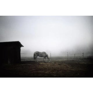 Polaroid Horse by Andrea Buzzichelli Print, 24" x 36" For Sale