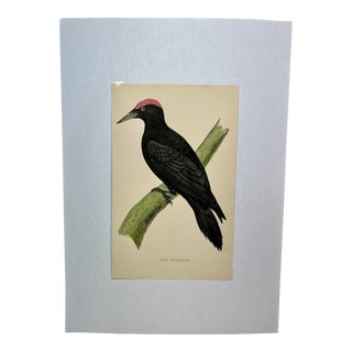 Antique Hand Tinted Bird Print From England Featuring a Majestic Black Woodpecker - Circa 1880 For Sale