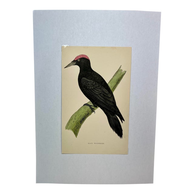 Antique Hand Tinted Bird Print From England Featuring a Majestic Black Woodpecker - Circa 1880 For Sale