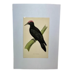 Antique Hand Tinted Bird Print From England Featuring a Majestic Black Woodpecker - Circa 1880